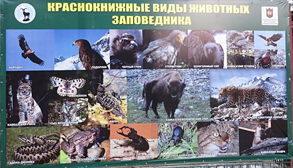 229-Краснокнижные виды